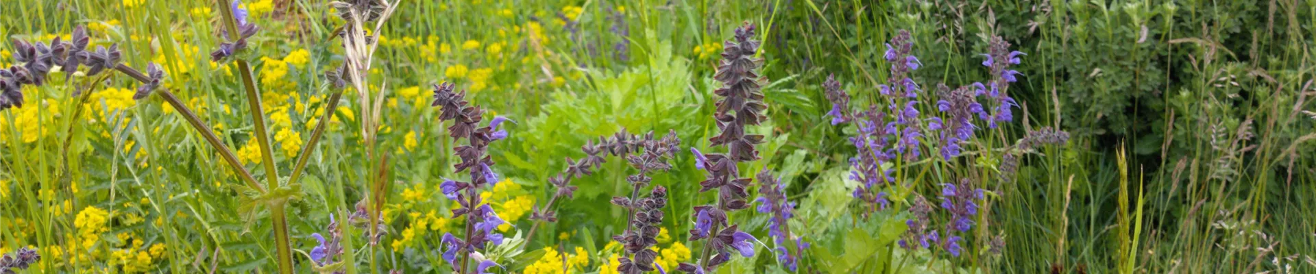 Salvia auf Schaufläche-0-858-4576-2574 Salvia auf Schaufläche-0-858-4576-2574