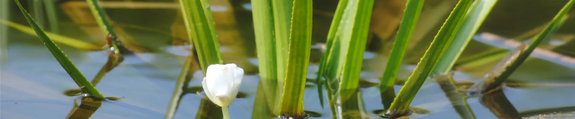 Stratiotes aloides Stratiotes aloides