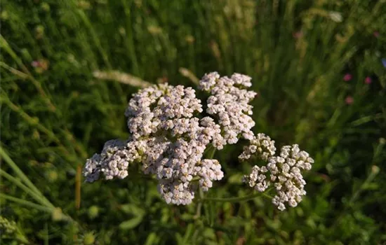 Achillea millefolium Achillea millefolium