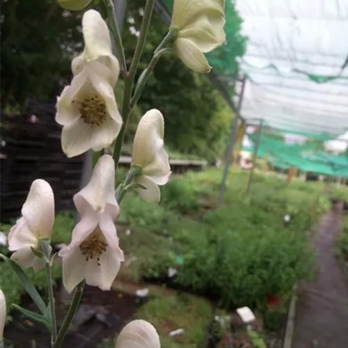 Aconitum napellus Album*