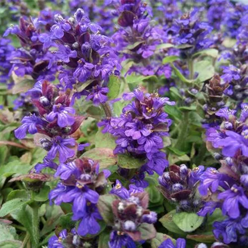 Ajuga reptans