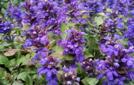 Ajuga reptans