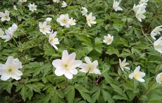 Anemone nemorosa