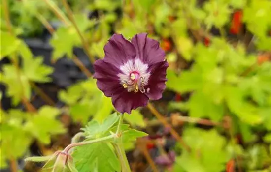 Geranium phaeum
