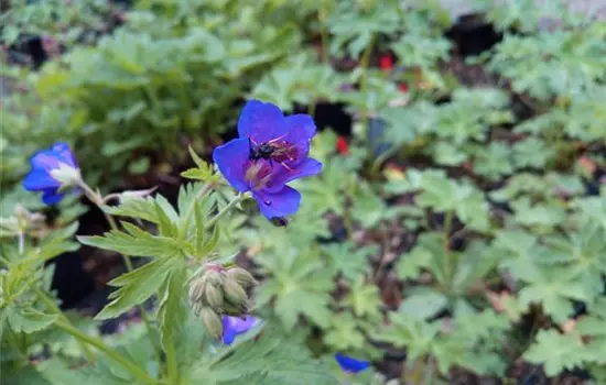 Geranium sylvaticum
