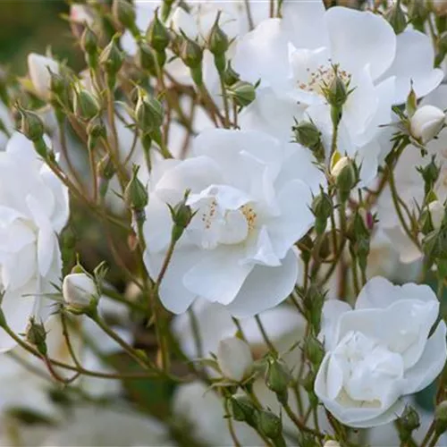 Rosa Bobby James Rosa Bobby James