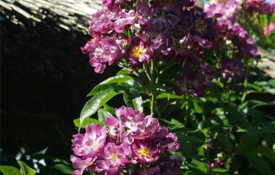 Rosa Veilchenblau Rosa Veilchenblau