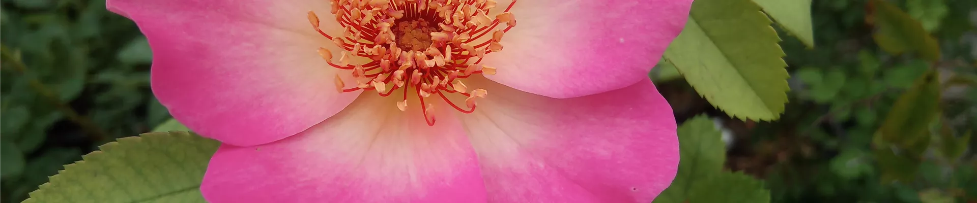 Kletter Rose Kletter Rose