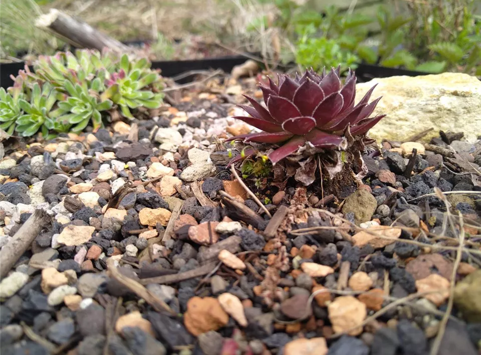 Sedum tectorum Dach.jpg