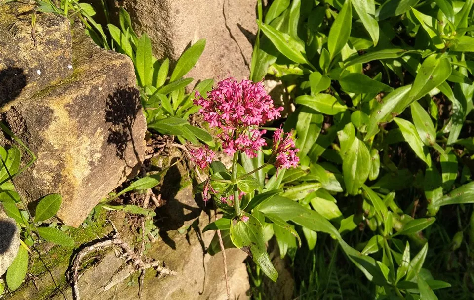 Centranthus ruber Mauer (4).jpg