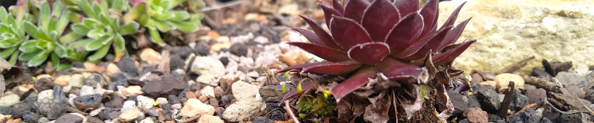 Sedum tectorum Dach-0-0-4032-2268