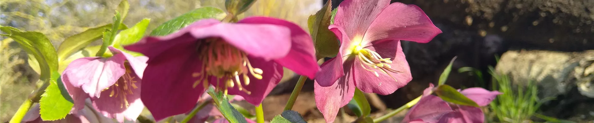 Helleborus orientalis (7)-0-0-4032-2268 Helleborus orientalis (7)-0-0-4032-2268