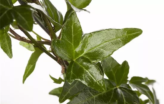 Hedera helix Hedera helix