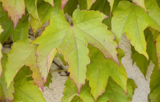Parthenocissus tricuspidata Veitchii