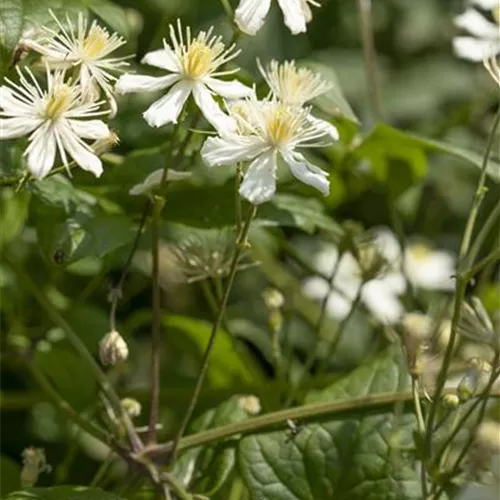Clematis flammula