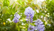 Wisteria sinensis