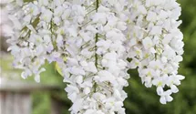Wisteria sinensis Alba