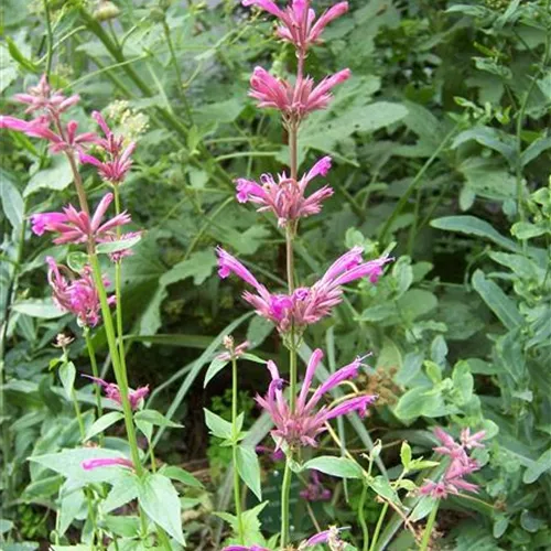 Agastache mexicana Sangria Agastache mexicana Sangria