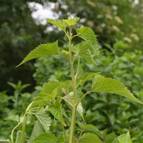 Agastache rugosa Korean Zest Agastache rugosa Korean Zest