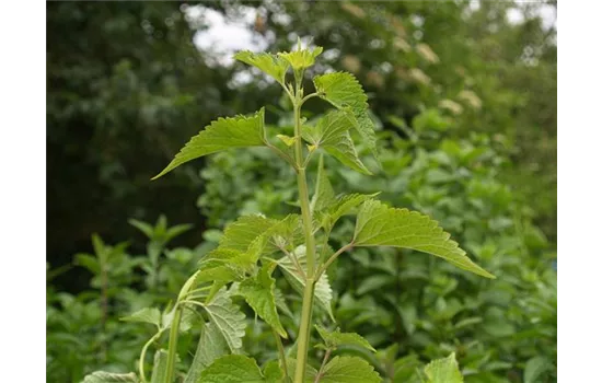 Agastache rugosa Korean Zest