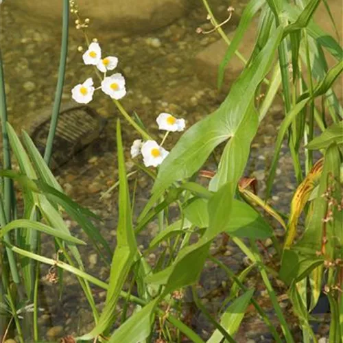 Alisma lanceolatum Alisma lanceolatum