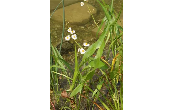 Alisma lanceolatum Alisma lanceolatum