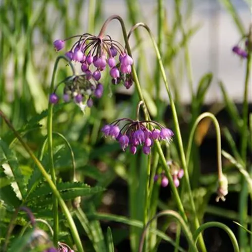 Allium cernuum Allium cernuum
