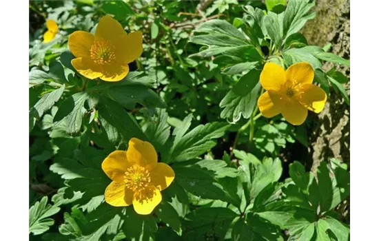 Anemone ranunculoides Anemone ranunculoides