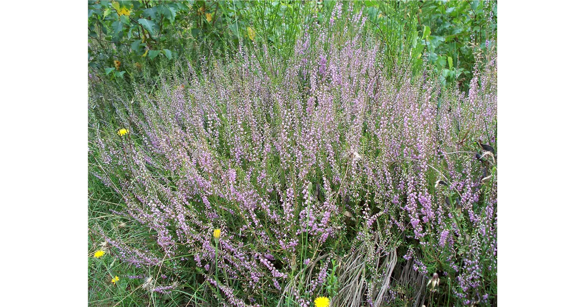 Calluna vulgaris (Wildform)
