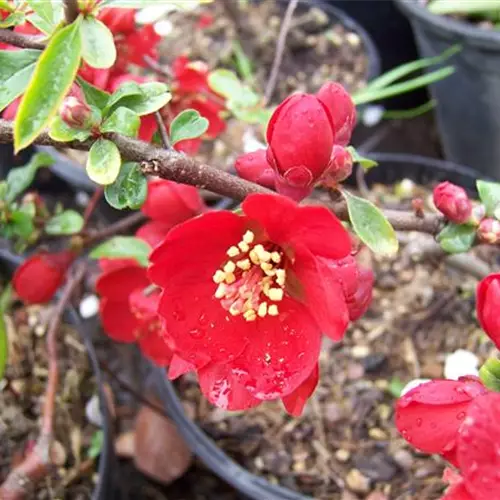 Chaenomeles superba Crimson Gold