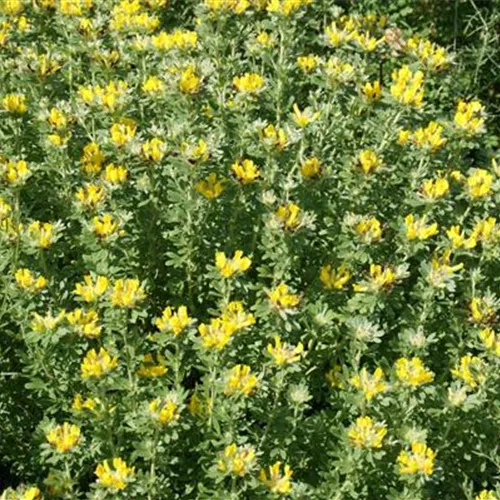 Chamaecytisus austriacus