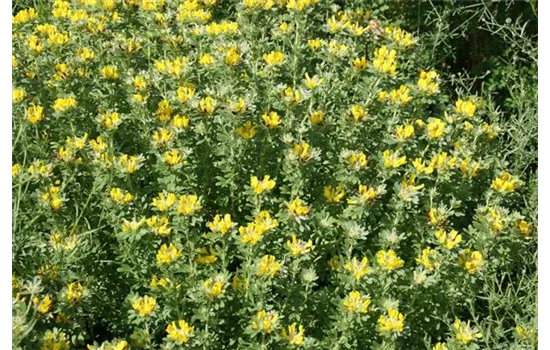 Chamaecytisus austriacus