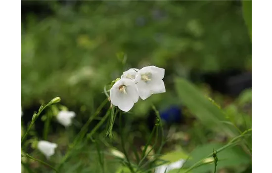 Campanula rotundifolia White Gem