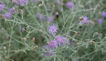 Gewöhnl. Rispen-Flockenblume BIO Gewöhnl. Rispen-Flockenblume BIO