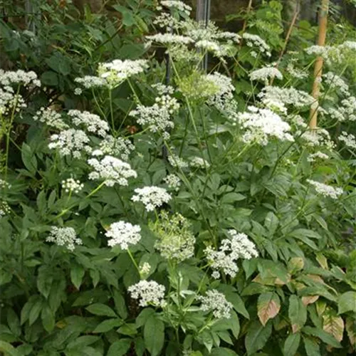 Chaerophyllum aromaticum