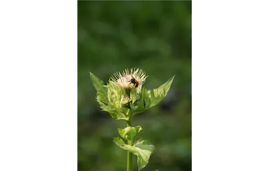 Cirsium oleraceum Cirsium oleraceum