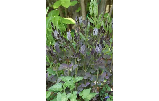 Clematis recta Purpurea Clematis recta Purpurea