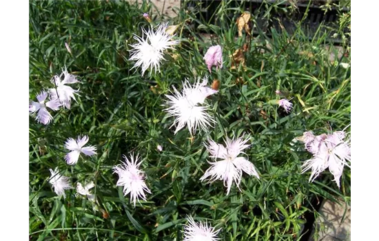 Dianthus monspessulanus Dianthus monspessulanus
