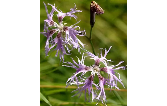 Dianthus superbus Dianthus superbus