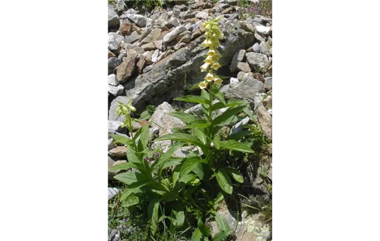 Digitalis lutea
