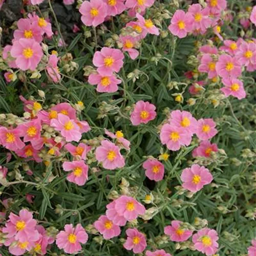 Helianthemum apenninum Helianthemum apenninum