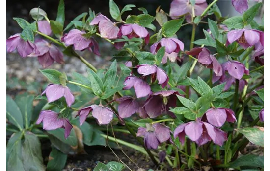 Helleborus purpurascens