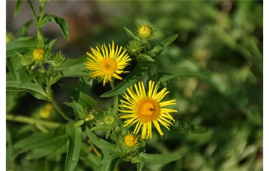 Inula britannica Inula britannica