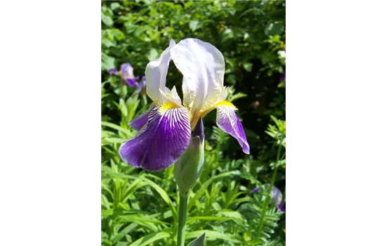Iris germanica Alcazar