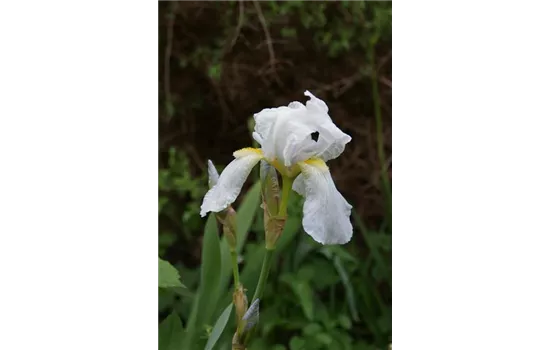 Iris germanica Florentina Iris germanica Florentina