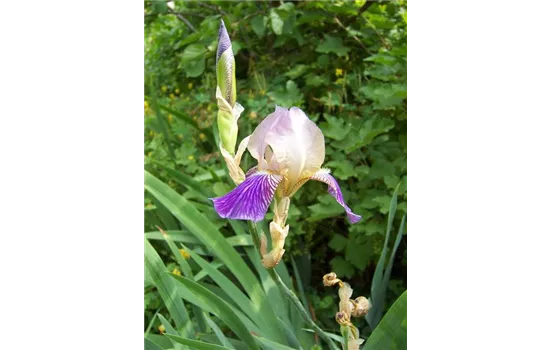 Iris x sambucina Iris x sambucina