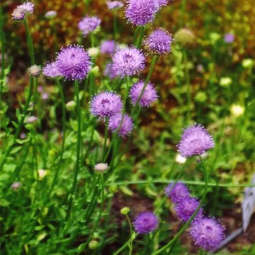 Jasione laevis