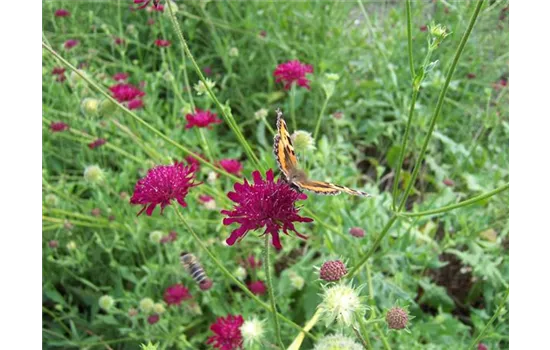 Knautia macedonica