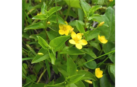 Lysimachia nemorum Lysimachia nemorum
