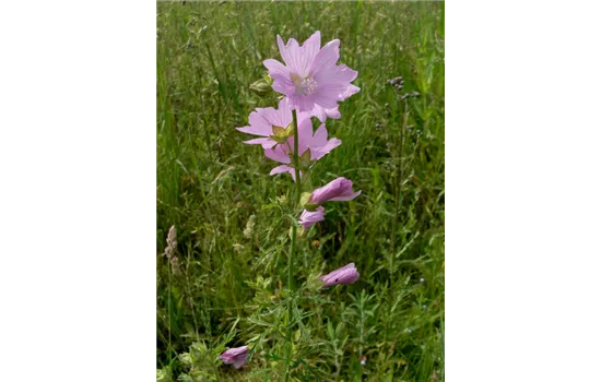 Malva alcea